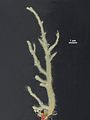 Gontrania lubrica2